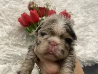 Flora - Fluffy French Bulldog, a female French Bulldog for sale in Spencerport, NY – Photo 10 of 10