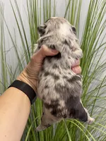 Flora - Fluffy French Bulldog, a female French Bulldog for sale in Spencerport, NY – Photo 9 of 10