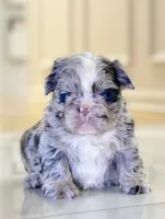 Flora - Fluffy French Bulldog, a female French Bulldog for sale in Spencerport, NY – Photo 2 of 10