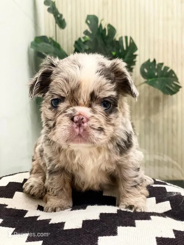 Flora - Fluffy French Bulldog