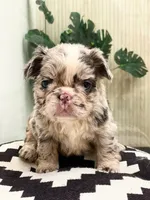 Flora - Fluffy French Bulldog, a female French Bulldog for sale in Spencerport, NY – Photo 1 of 10