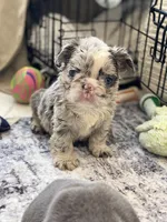 Flora - Fluffy French Bulldog, a female French Bulldog for sale in Spencerport, NY – Photo 4 of 10