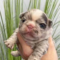 Flora - Fluffy French Bulldog, a female French Bulldog for sale in Spencerport, NY – Photo 7 of 10