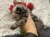 Flora - Fluffy French Bulldog, a female French Bulldog for sale in Spencerport, NY – Photo 5 of 10