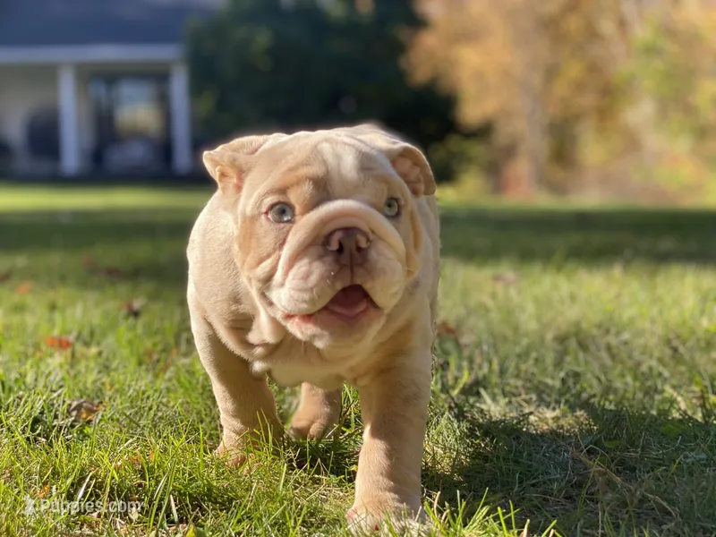 Ricky – English Bulldog puppy for sale in Spencerport, NY