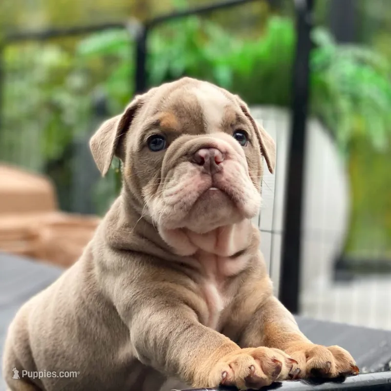 Squishy Paws – English Bulldog puppy for sale in Spencerport, NY