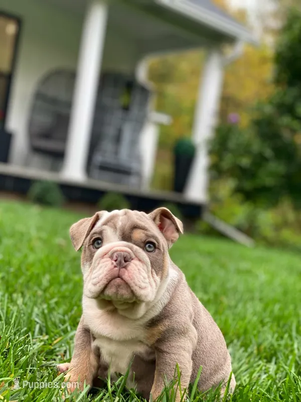 Dicky – English Bulldog puppy for sale in Spencerport, NY