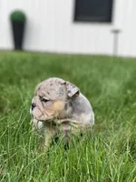 Dawn, a female English Bulldog for sale in Spencerport, NY – 5 of 5