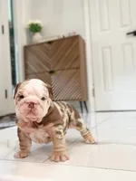 David, a male English Bulldog for sale in Spencerport, NY – 3 of 10