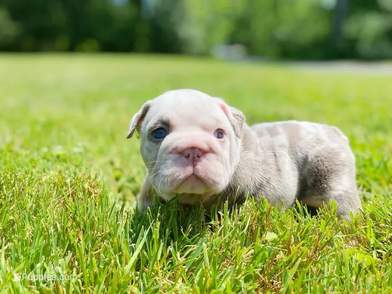 Daisy – English Bulldog puppy for sale in Spencerport, NY