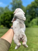Dallas, a male English Bulldog for sale in Spencerport, NY – 9 of 10