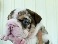 Della, a female English Bulldog for sale in Spencerport, NY – 9 of 10