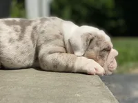 Daisy, a female English Bulldog for sale in Spencerport, NY – 8 of 10