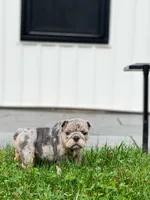 Dawn, a female English Bulldog for sale in Spencerport, NY – 2 of 5