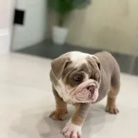 Dicky, a male English Bulldog for sale in Spencerport, NY – 7 of 7