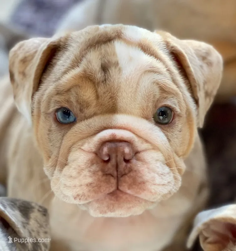 Ernest – English Bulldog puppy for sale in Spencerport, NY