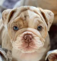 Ernest, a male English Bulldog for sale in Spencerport, NY – 1 of 6