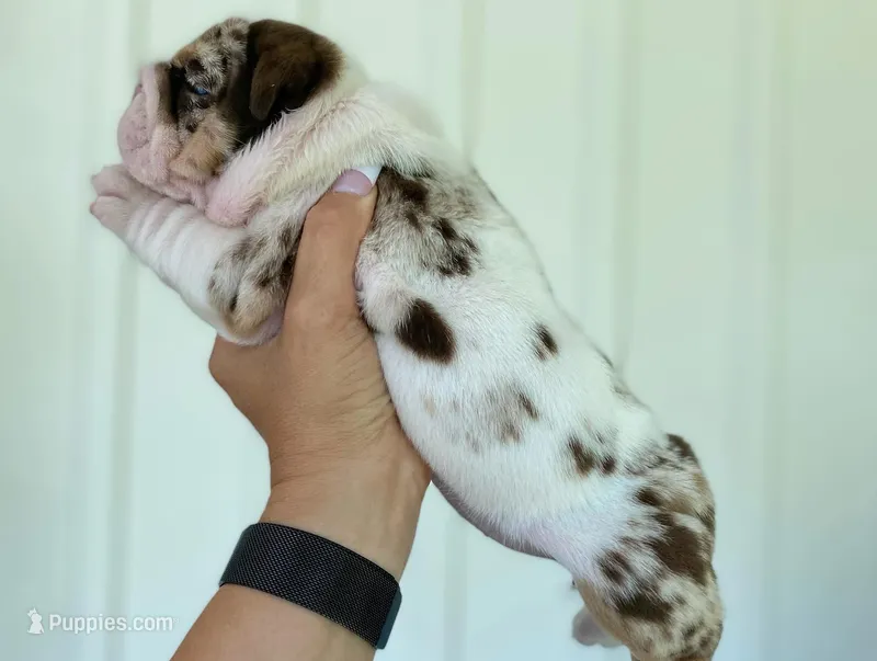 Della – English Bulldog puppy for sale in Spencerport, NY