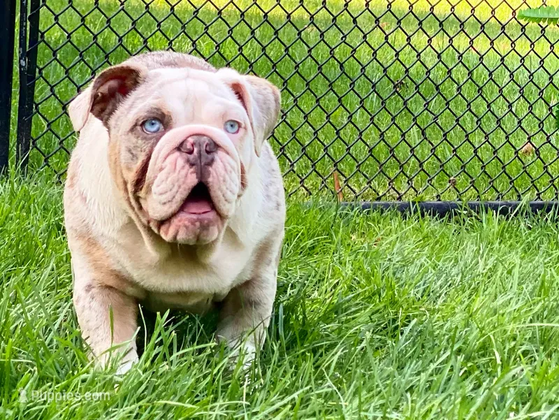 Daisy – English Bulldog puppy for sale in Spencerport, NY