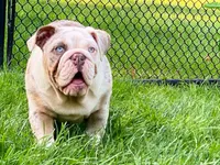 Daisy, a female English Bulldog for sale in Spencerport, NY – 1 of 10