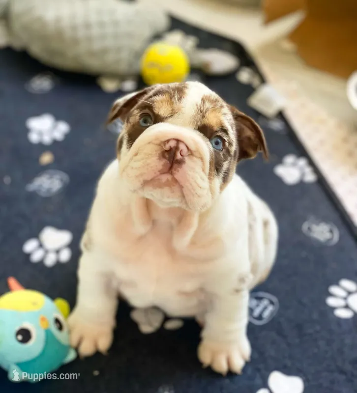 Della – English Bulldog puppy for sale in Spencerport, NY