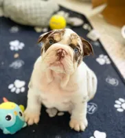 Della, a female English Bulldog for sale in Spencerport, NY – 1 of 10