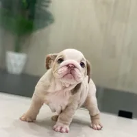 Eloise, a female English Bulldog for sale in Spencerport, NY – 2 of 5
