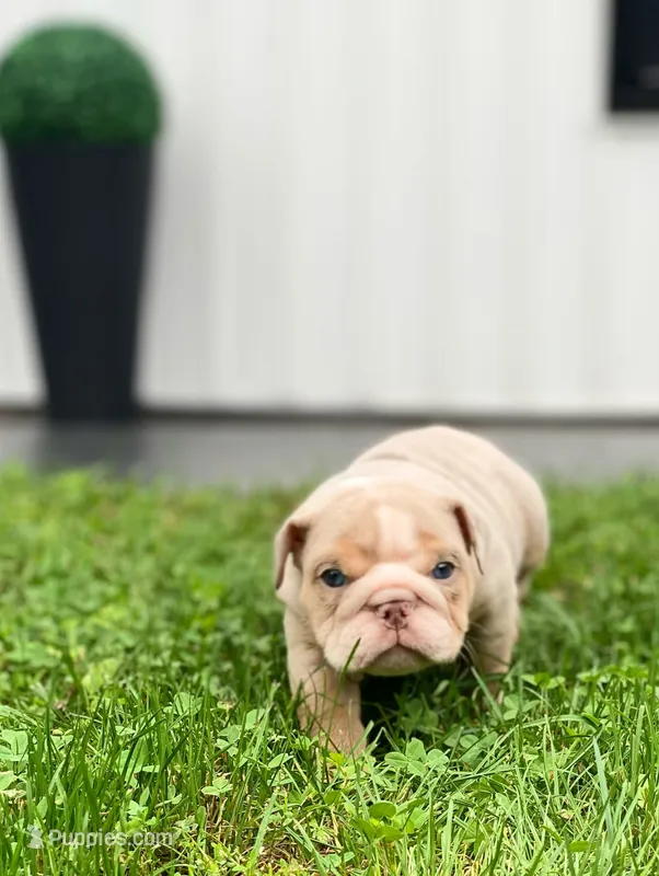 Ricky – English Bulldog puppy for sale in Spencerport, NY