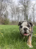 Chloe, a female English Bulldog for sale in Spencerport, NY – 9 of 9