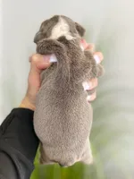 Chloe, a female English Bulldog for sale in Spencerport, NY – Photo 6 of 9