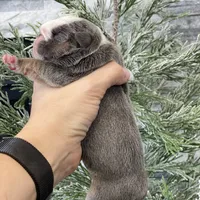 Chloe, a female English Bulldog for sale in Spencerport, NY – Photo 3 of 6