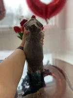 Chloe, a female English Bulldog for sale in Spencerport, NY – Photo 8 of 9