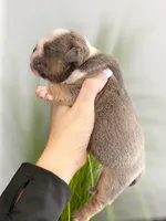 Chloe, a female English Bulldog for sale in Spencerport, NY – Photo 7 of 9