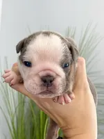 Chloe, a female English Bulldog for sale in Spencerport, NY – Photo 2 of 9