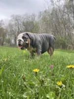 Chloe, a female English Bulldog for sale in Spencerport, NY – 8 of 9