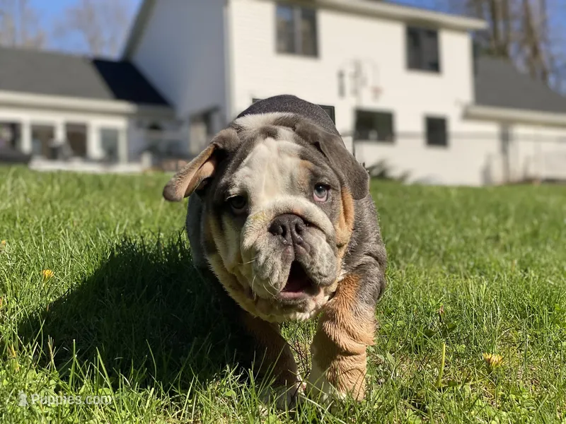 Chloe – English Bulldog puppy for sale in Spencerport, NY