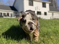 Chloe, a female English Bulldog for sale in Spencerport, NY – 1 of 9