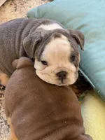 Chloe, a female English Bulldog for sale in Spencerport, NY – Photo 6 of 6