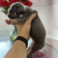 Chloe, a female English Bulldog for sale in Spencerport, NY – Photo 5 of 6