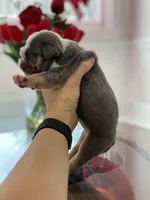 Chloe, a female English Bulldog for sale in Spencerport, NY – Photo 9 of 9