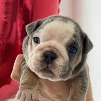 Chloe, a female English Bulldog for sale in Spencerport, NY – Photo 4 of 6