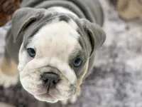 Chloe, a female English Bulldog for sale in Spencerport, NY – Photo 1 of 6