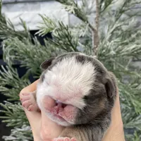 Chloe, a female English Bulldog for sale in Spencerport, NY – Photo 2 of 6