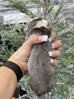 Chloe, a female English Bulldog for sale in Spencerport, NY – Photo 4 of 9