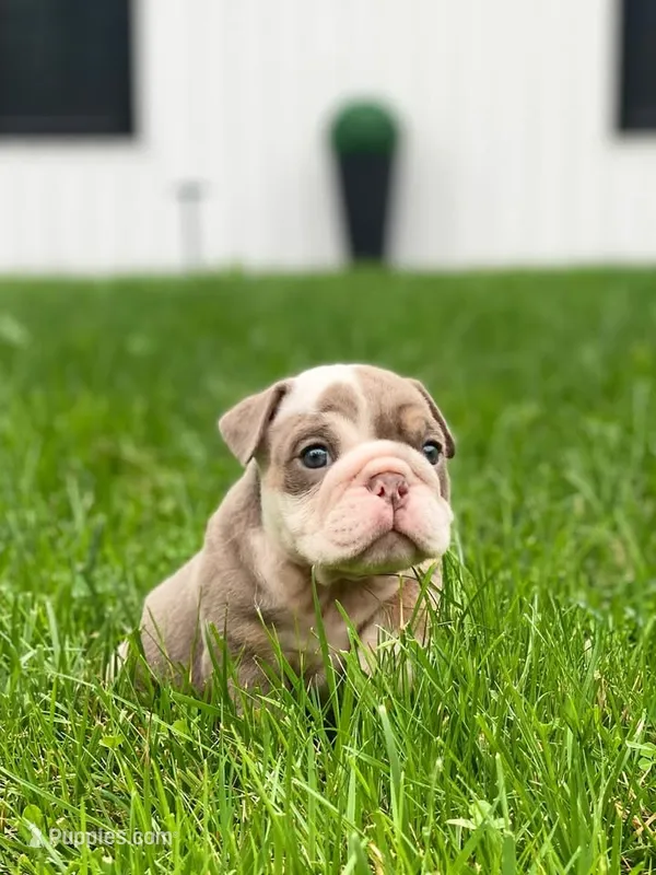 Dicku – English Bulldog puppy for sale in Spencerport, NY