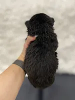 Fauna - Fluffy French Bulldog, a female French Bulldog for sale in Spencerport, NY – Photo 9 of 10