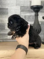 Fauna - Fluffy French Bulldog, a female French Bulldog for sale in Spencerport, NY – Photo 10 of 10