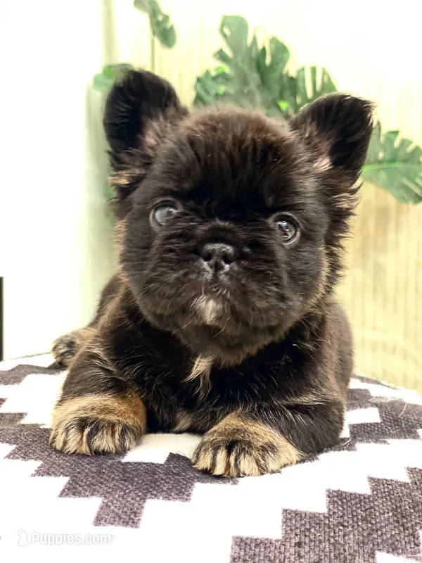 Fauna - Fluffy French Bulldog