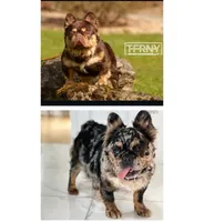 Fauna - Fluffy French Bulldog, a female French Bulldog for sale in Spencerport, NY – Photo 7 of 10