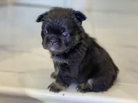 Fauna - Fluffy French Bulldog, a female French Bulldog for sale in Spencerport, NY – Photo 6 of 10